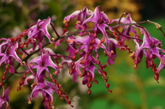 ラン 紅（クレナイ）