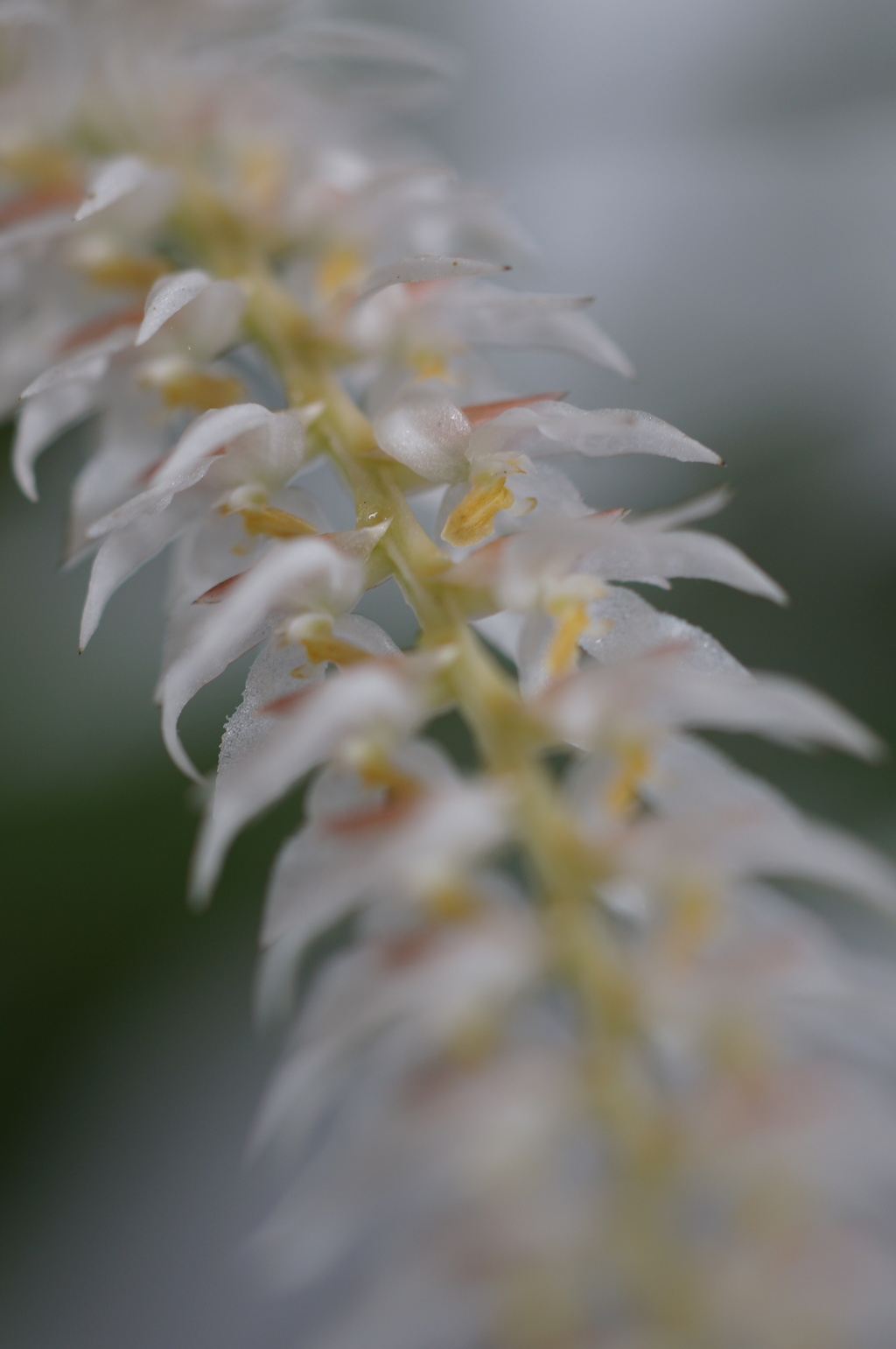 ラン　白（ハク）