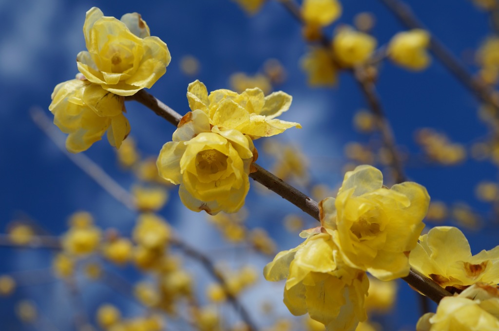 ロウバイ　青に咲く