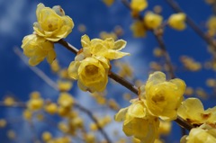 ロウバイ　青に咲く