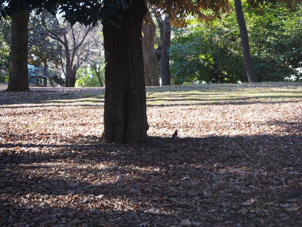 外苑　陽だまり 4