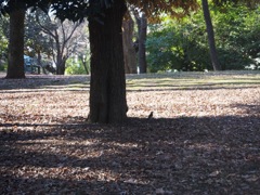 外苑　陽だまり 4