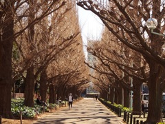 外苑　陽だまり 1