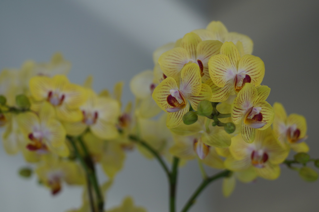 ラン　黄（キ）