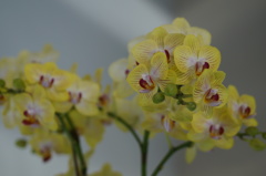 ラン　黄（キ）