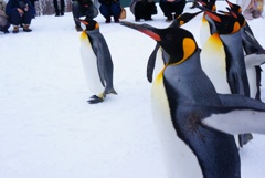ペンギンの行進