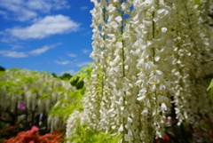 ふじの花