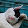 ねこ
