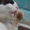 ねこ