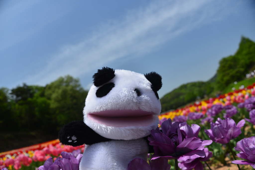 ぱ・ん・だ！！