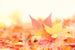 紅葉