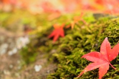 落紅葉と苔