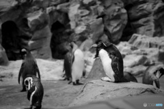 あさってのペンギン