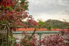 朝霧橋