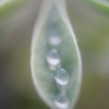 雨上がり