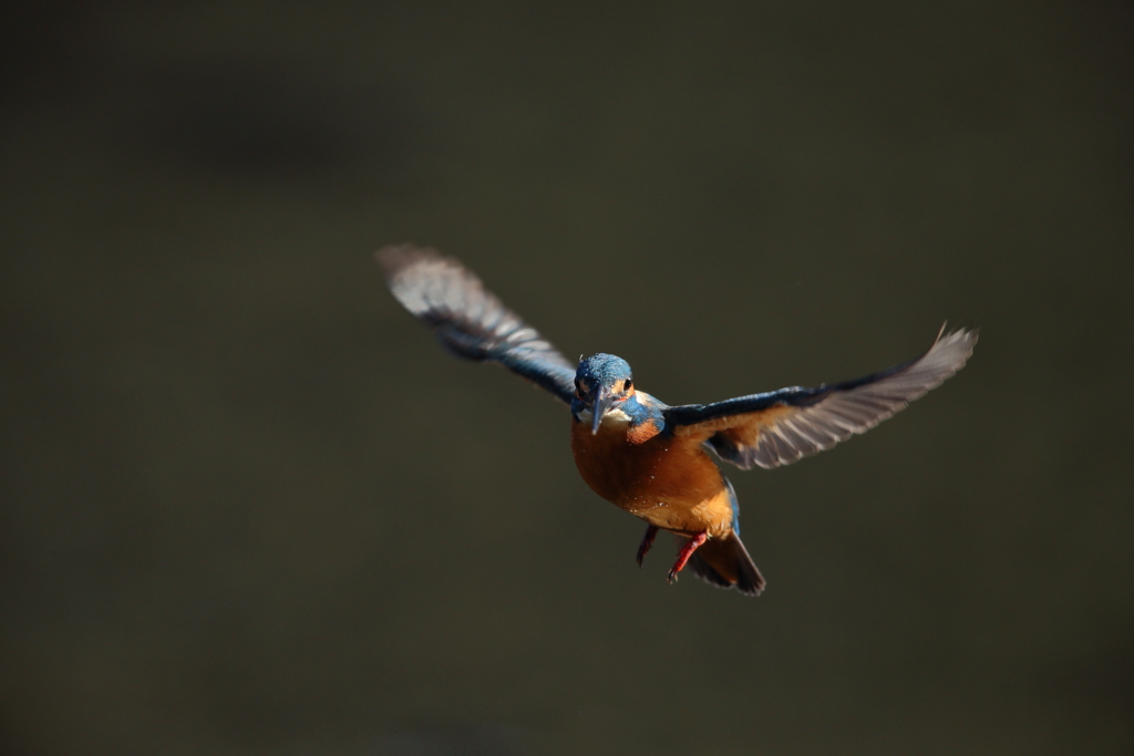 新年初鳥（初撮り）