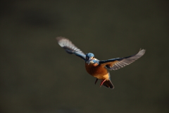 新年初鳥（初撮り）