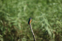 赤とんぼが・・