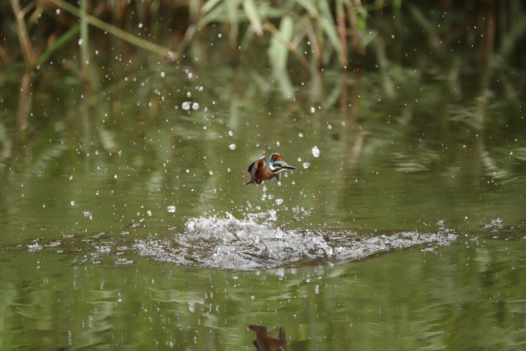 久し振りの水がらみ３