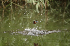 久し振りの水がらみ３