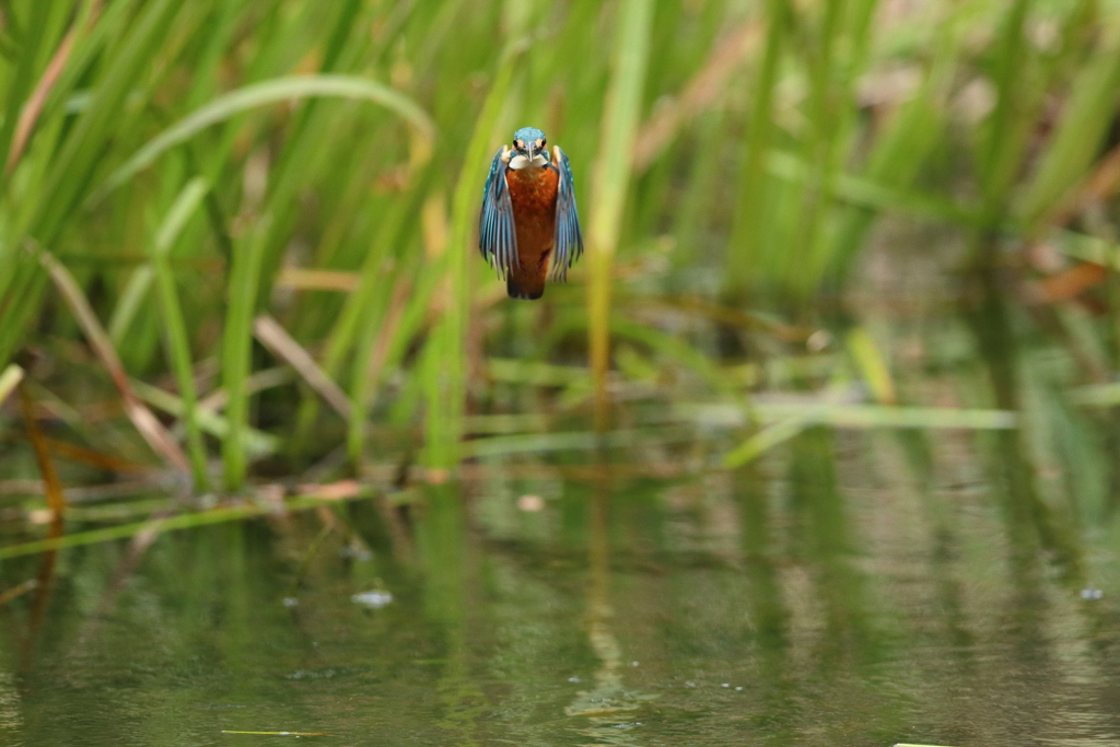 ホバだよね・・・１
