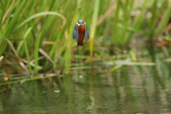 ホバだよね・・・１