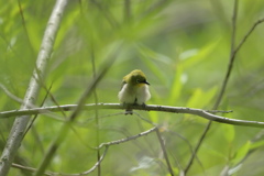 モフモフメジロの子