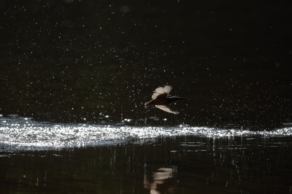 カワセミ、シルエット２