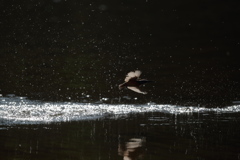 カワセミ、シルエット２