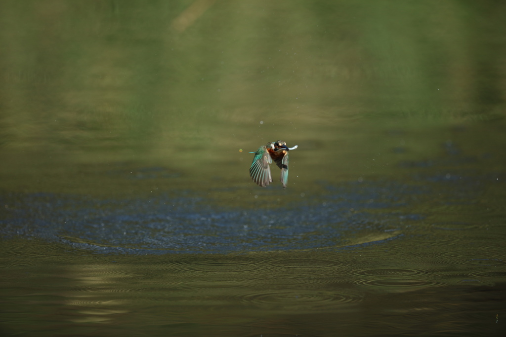 お魚くわえて２