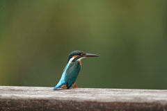 今年は女の子？