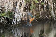 インフルからの復活