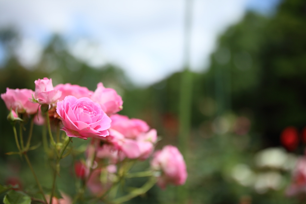 ピンクの薔薇