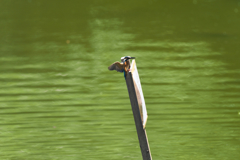 この距離なら４