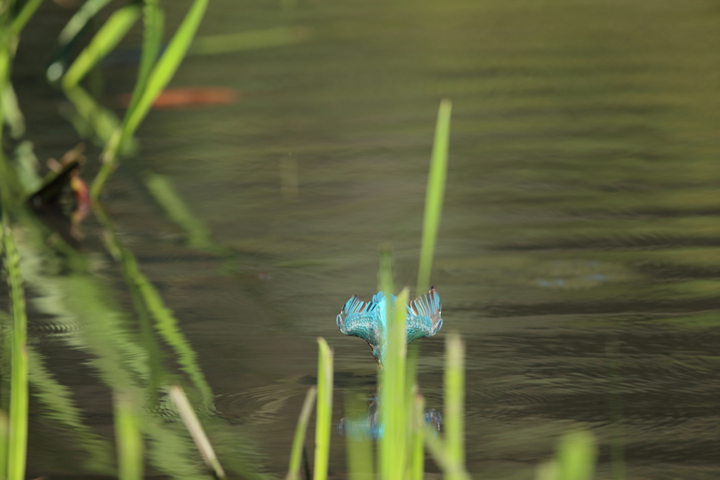 見事、葉かぶり