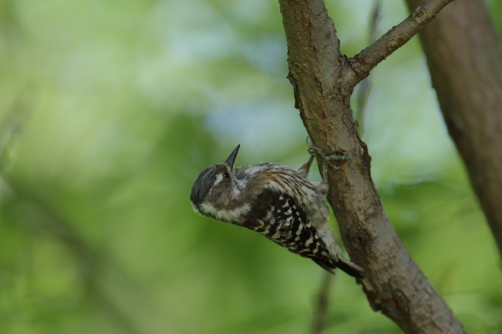 コゲラちゃん４