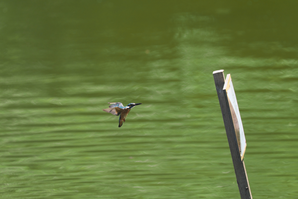 この距離なら１