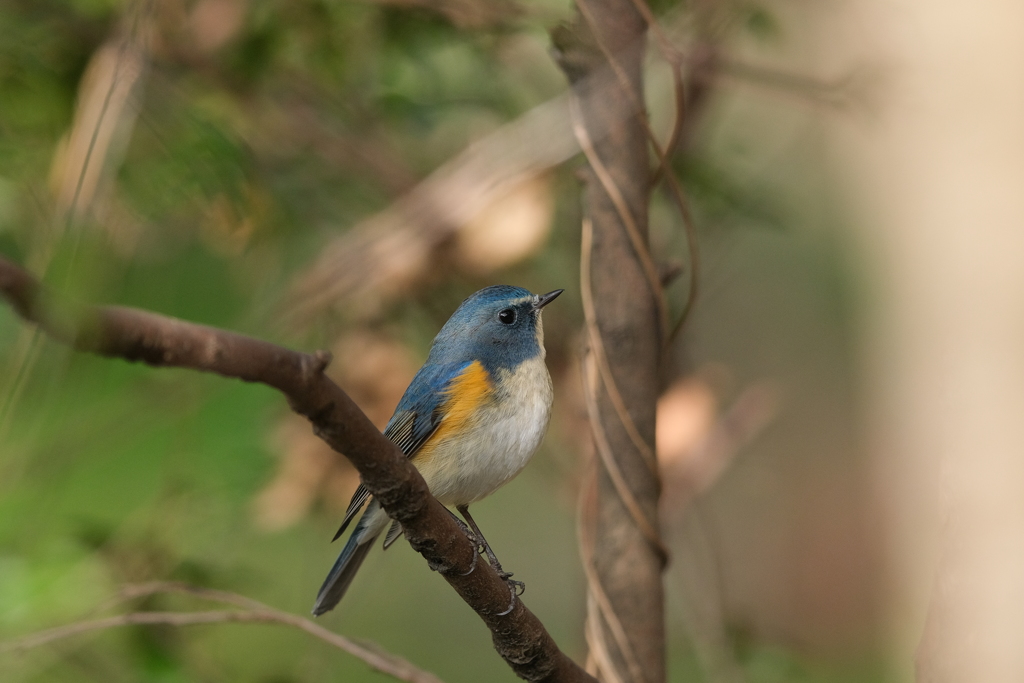 青い鳥１