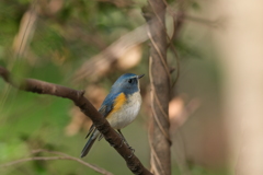 青い鳥１