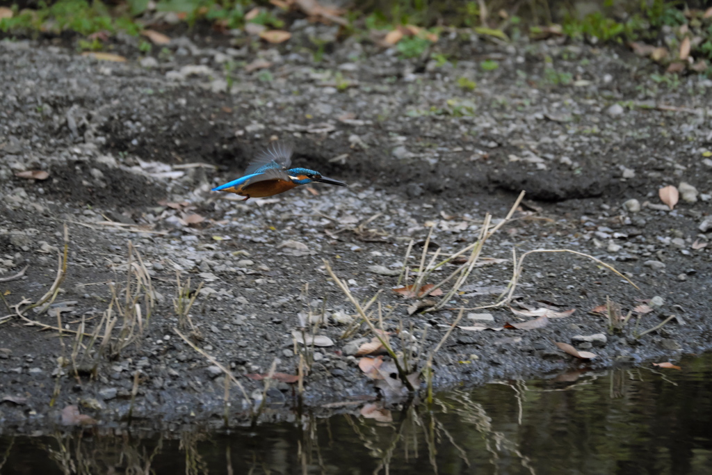 ここまで撮れたよ２