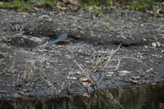 ここまで撮れたよ２