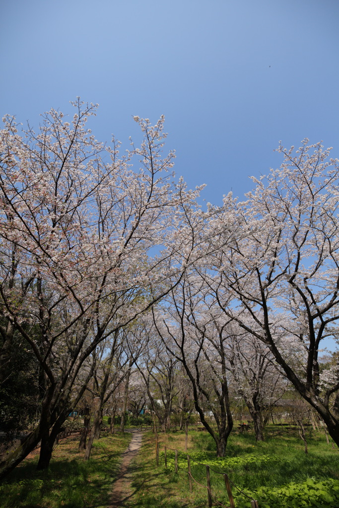 里山の春？②