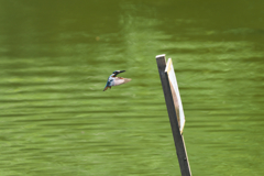 この距離なら２