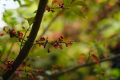 秋を楽しみましょう２