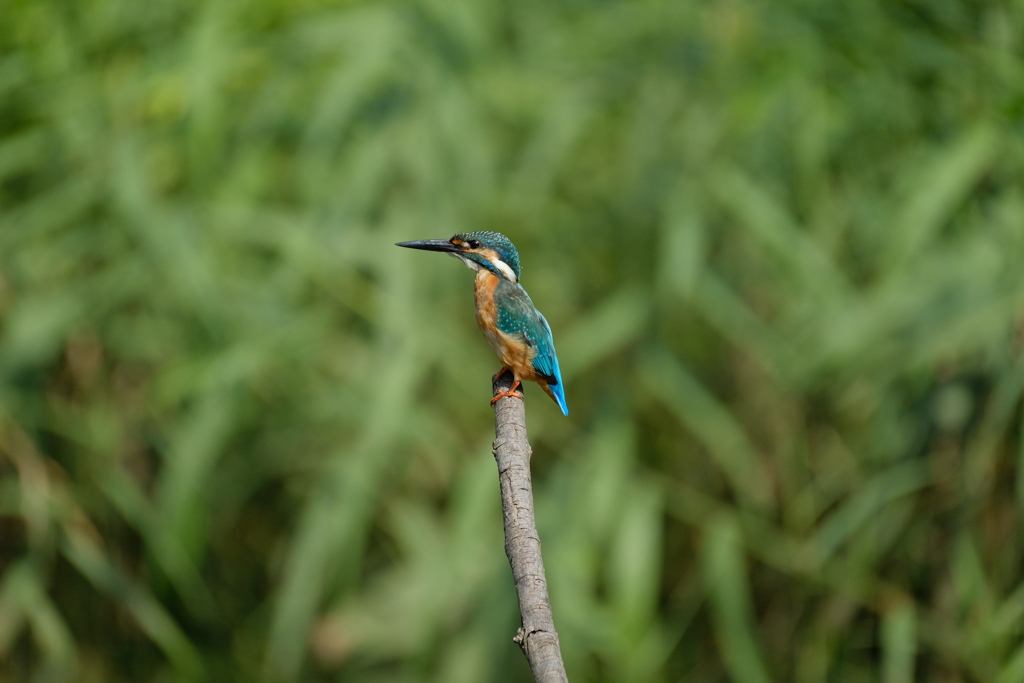 止まりものなら
