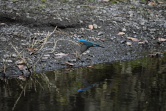 ここまで撮れたよ４