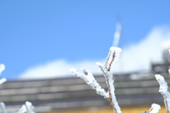 樹氷の始まり？⓶