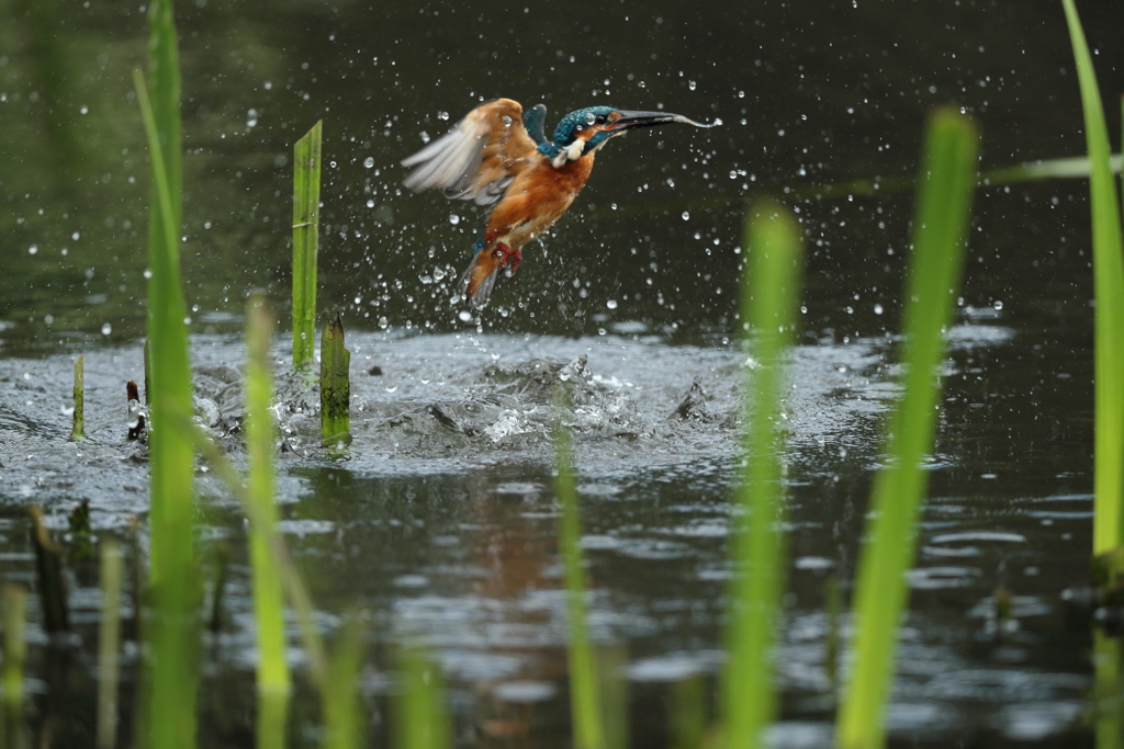 やっと水がらみ２