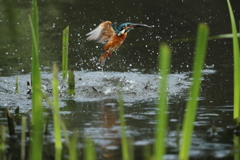 やっと水がらみ2