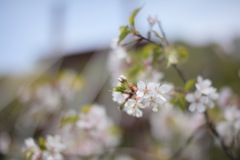 霞桜②